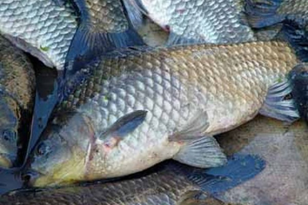 Karp najtańszy w hipermarketach
