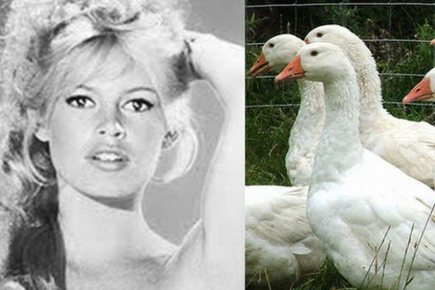 Brigitte Bardot apeluje o zakaz oskubywania żywych gęsi i kaczek