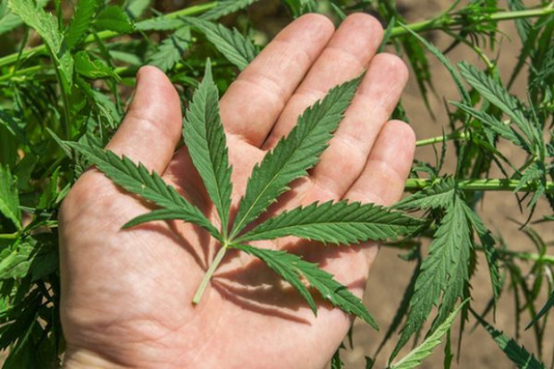 Marihuana z certyfikatem koszerności