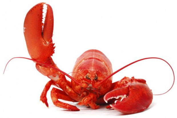 fot. shutterstock Tesco uderzy homarem w niemiecką konkurencję