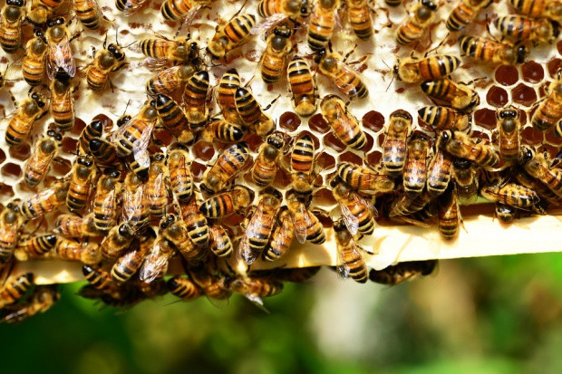 Fot. Shutterstock Pszczele Hotele na dachach sklepów Carrefour