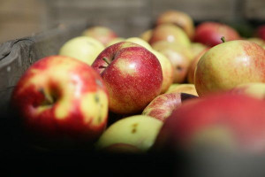 Spada spożycie jabłek, wynosi średnio 16 kg rocznie na osobę