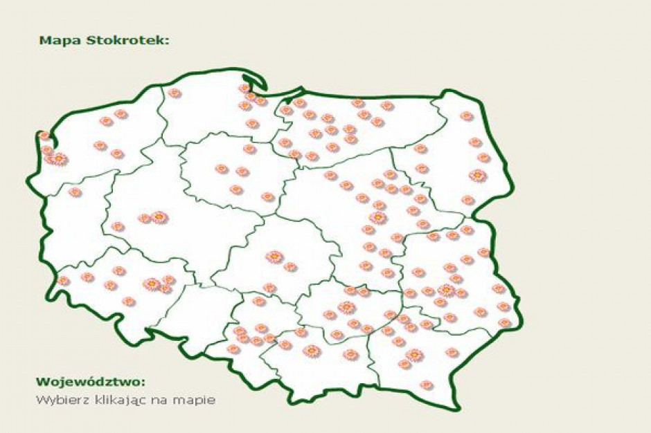 Stokrotka pracuje nad nową koncepcją sklepu