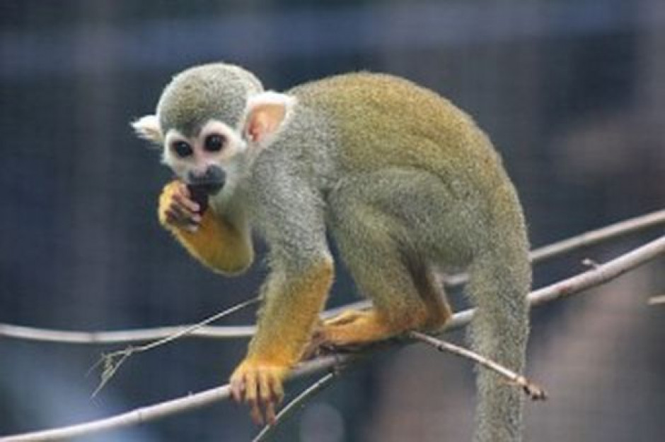 Małpka Express adoptuje małpkę z warszawskiego ZOO