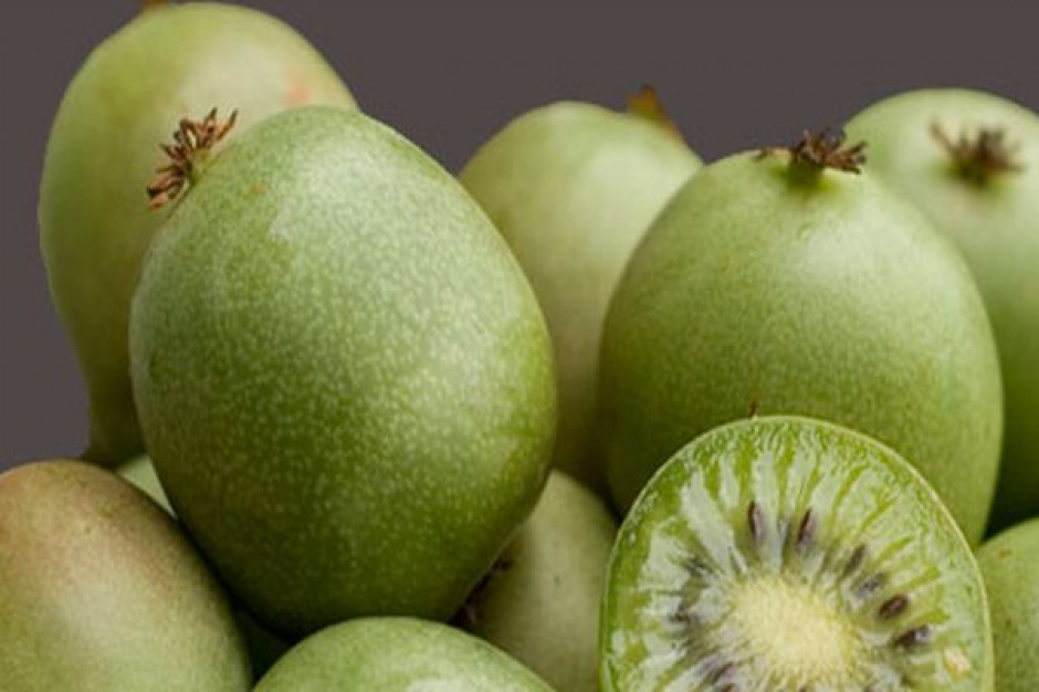 Odmiana mini kiwi wyhodowana przez naukowców SGGW trafiła na półki sklepowe