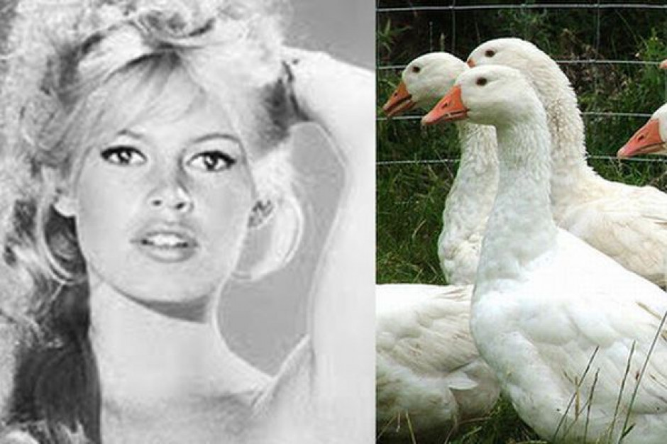 Brigitte Bardot apeluje o zakaz oskubywania żywych gęsi i kaczek