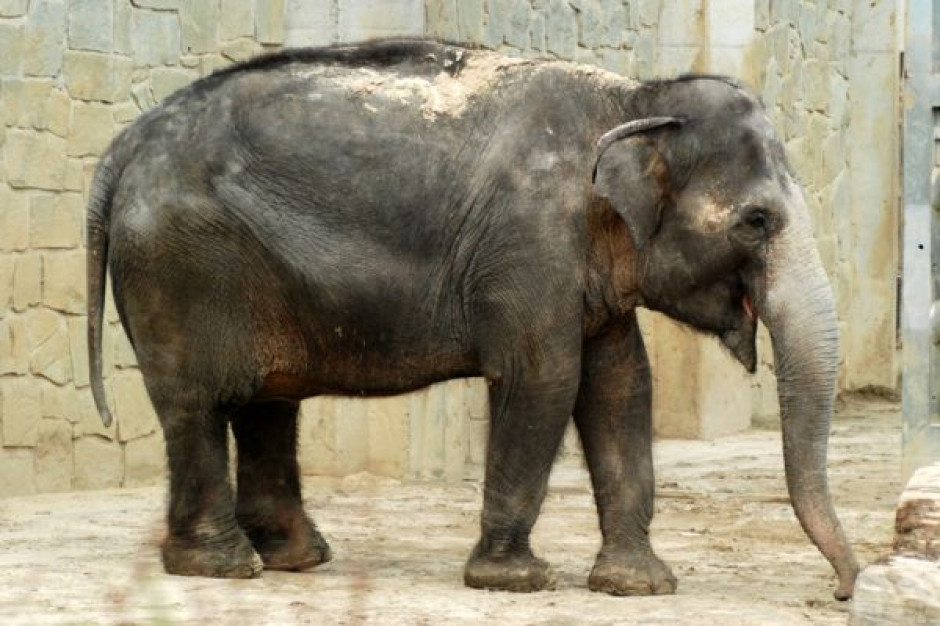 fot. za zoo-ostrava.cz Pedro Martinho: Hipermarkety to ,,stary słoń"