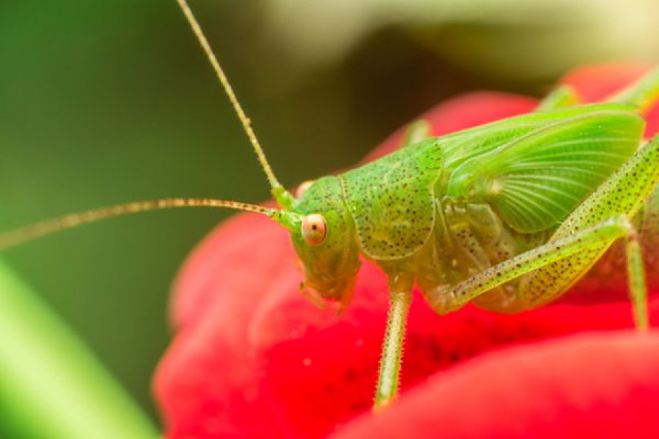 fot. shutterstock W szwajcarskich supermarketach będzie można kupić jadalne insekty