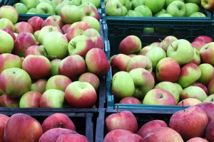 Bronisze: Jabłka w cenie mandarynek