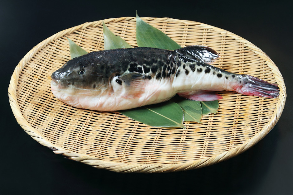 Śmiertelnie trująca ryba trafiła do japońskich supermarketów