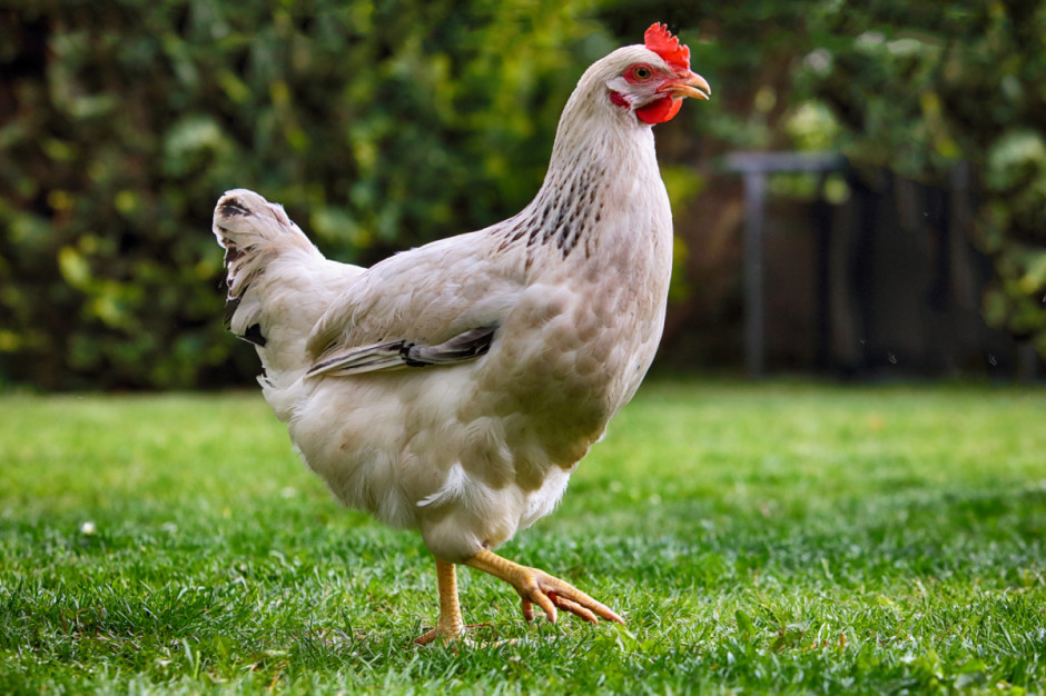 Fot. Shutterstock Spar będzie namawiać swoich franczyzobiorców do rezygnacji z jajek “trójek”