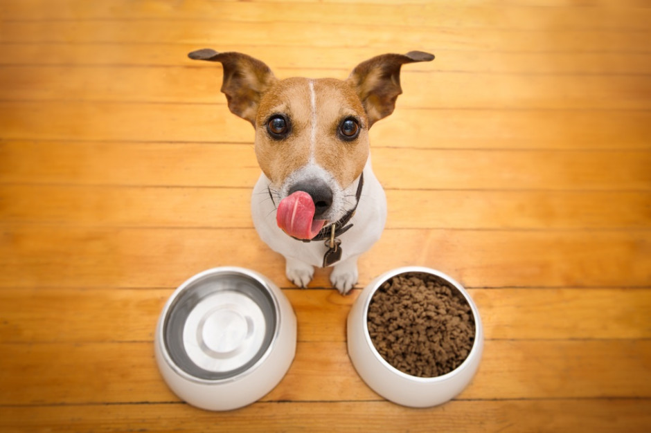 Fot. Shutterstock Restauracja w Krakowie wprowadziła menu dla psów