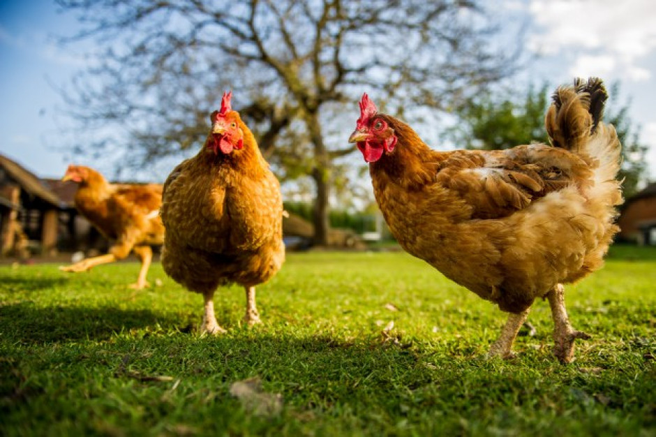 Fot. Shutterstock.com Bezprecedensowy wzrost przydomowych stad drobiu reakcją na rosnące ceny jaj