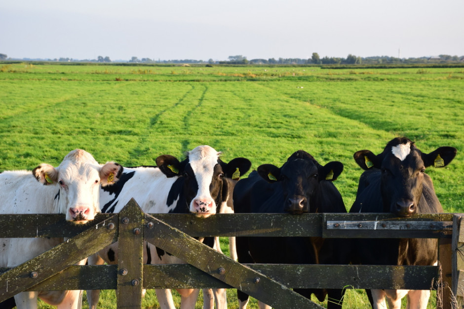 Fot. Shutterstock.com Pierwsza na świecie pływająca farma mleczna ruszy w tym roku w Rotterdamie
