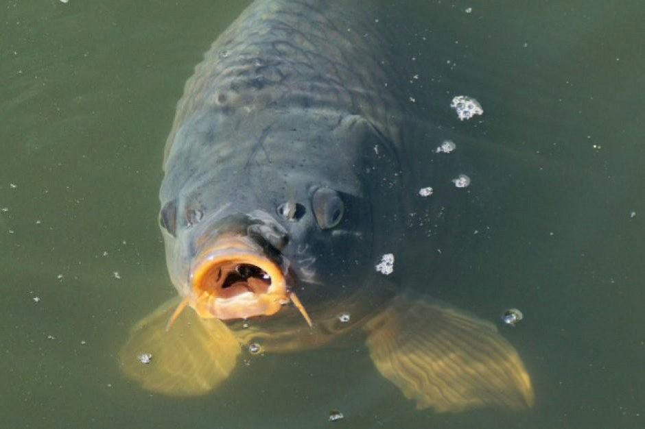 Fot. Shutterstock.com Świąteczny karp będzie w tym roku droższy