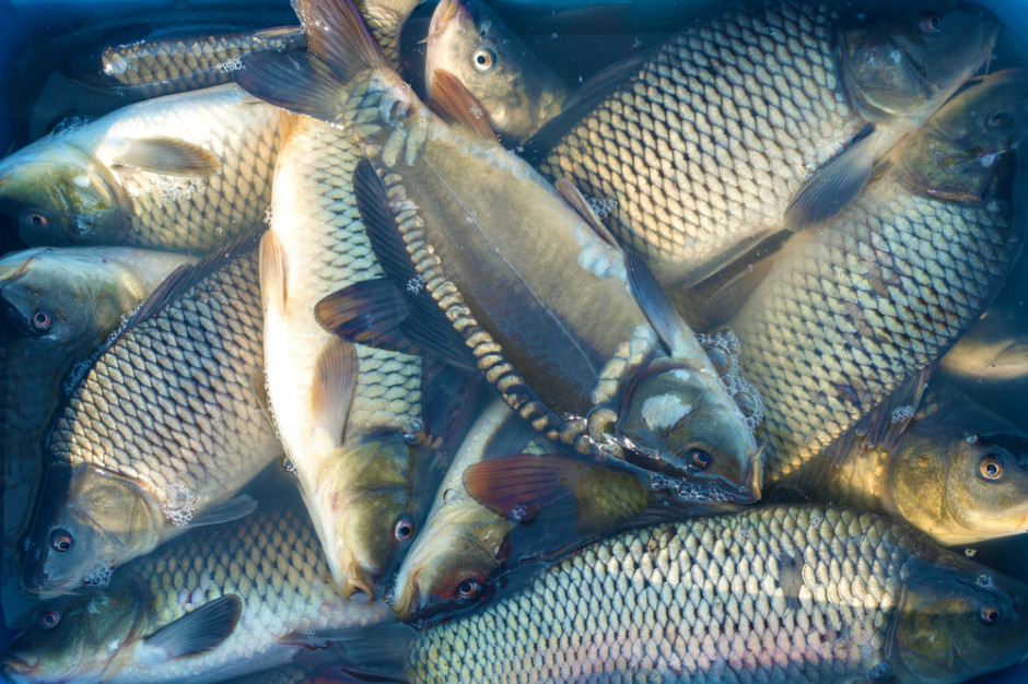 Fot. Shutterstock.com Posłowie chcą planowych kontroli miejsc sprzedaży żywych karpi