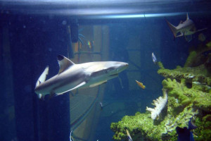 Arkady Wrocławskie wysyłają rekiny do zoo w Londynie
