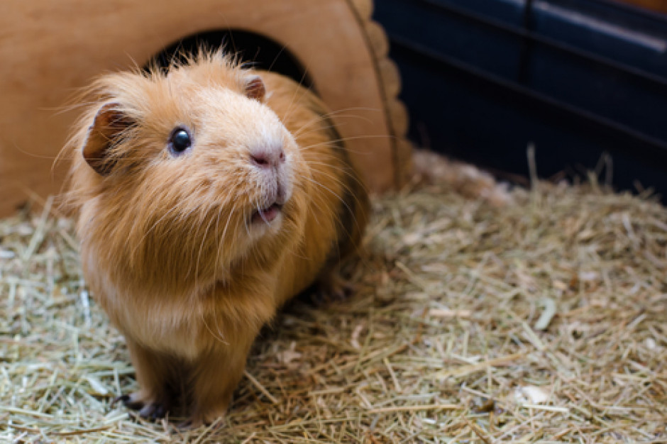 fot. shutterstock Lody o smaku świnki morskiej hitem w Ekwadorze