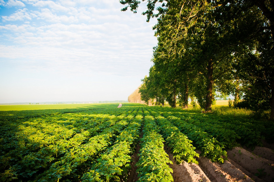Na zdj. pola ziemniaków firmy Farm Frites, fot. materiały prasowe 13 lipca Międzynarodowym Świętem Frytek