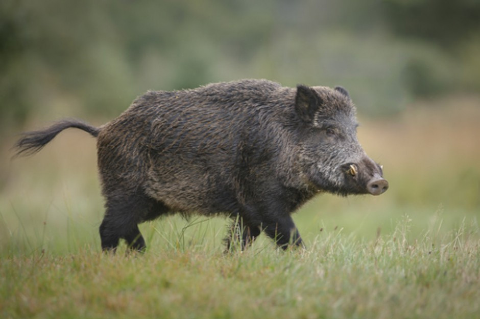 fot. shutterstock 11 tys. podpisów przeciw zabiciu dzika, który ukradł nudyście torbę z laptopem