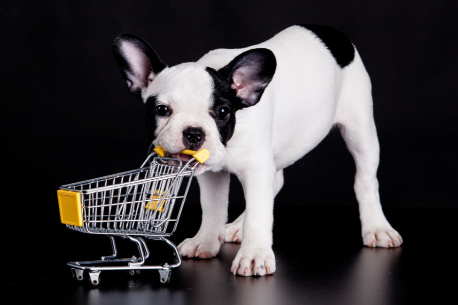 fot. shutterstock Smartfony, perfumy i klocki - to kupujemy pod choinkę. Szukamy też prezentów dla psów