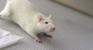 Radni Strasburga chcą określać szczury i pluskwy mianem „współbiesiadników”