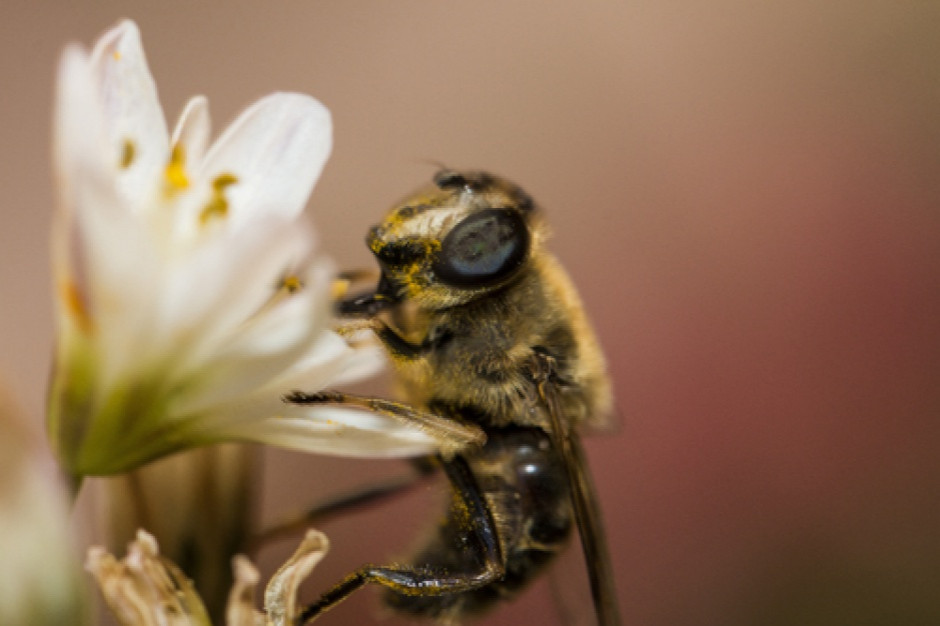 fot. pszczoły coraz bardziej przydatne, teraz do wykrywania koronawirusa, shutterstock Wyszkolone pszczoły wykrywają koronawirusa