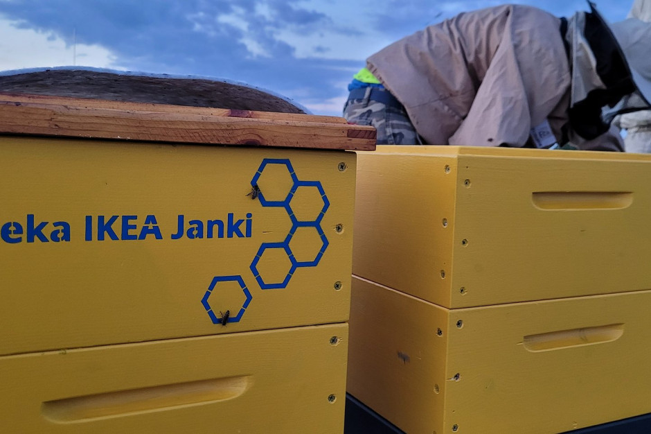 IKEA Janki ma nowych lokatorów – pszczoły!