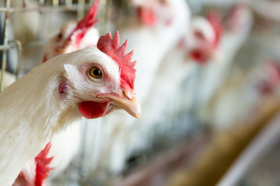 Komisja Europejska nie powinna nadmiernie naciskać na kraje członkowskie na zwiększenie udziału produkcji ekologicznej i chowu wolnowybiegowego, fot. Shutterstock Konsumenci nie chcą płacić za lepszy dobrostan zwierząt