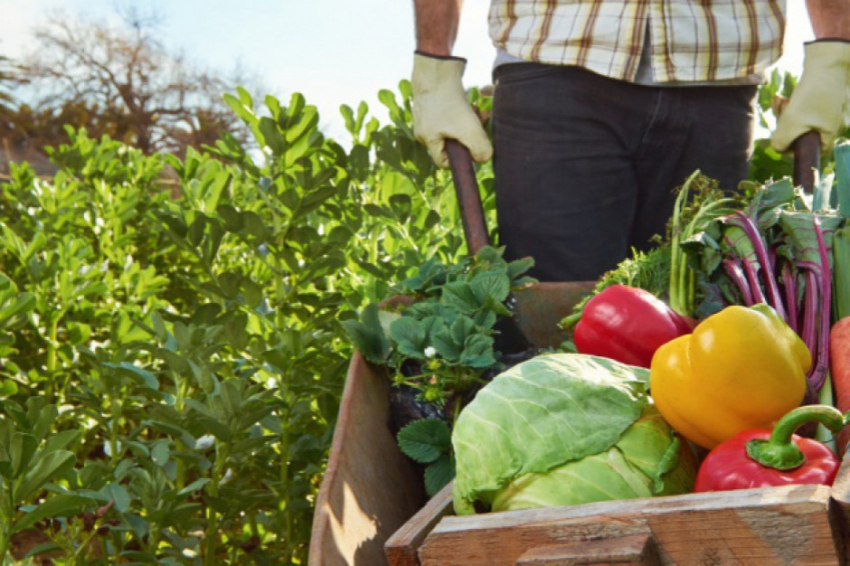Szansą na upowszechnienie kupowania produktów lokalnych i bio jest rozwój e-commerce, fot. shutterstock 83 proc. kupujących docenia jakość produktów od rolników