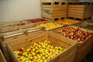 Inspekcja Handlowa sprawdza, czy ceny jabłek są ustalane zgodnie z prawem