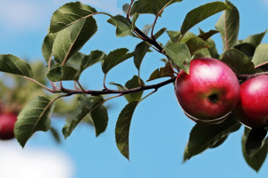 Unia Owocowa: Jakość przekłada się na ceny jabłek