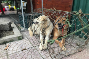 Korea Płd.: Prezydent chce zakazać spożywania psiego mięsa