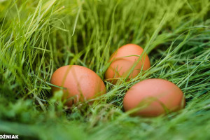 Korea Płd. importuje miliony jaj, ale nie z Polski