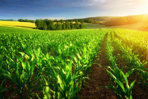 Obecny kryzys nawozowy może przedefiniować rozwój rolnictwa