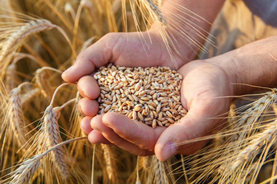KIB: Produkcja biopaliw nie zagrozi produkcji żywności