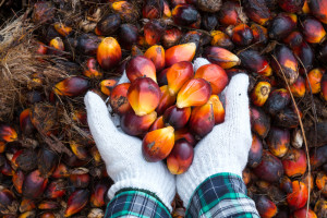 Olej palmowy: Unilever, Procter & Gamble, Ferrero i Nestle mają spory problem