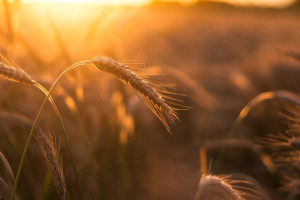 Z powodu wojny tegoroczne zbiory zbóż na Ukrainie mogą spaść o 35 proc.