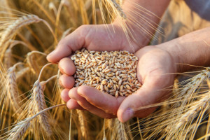 Zbiory zbóż na Ukrainie w tym roku będą mniejsze, ale wciąż znaczne