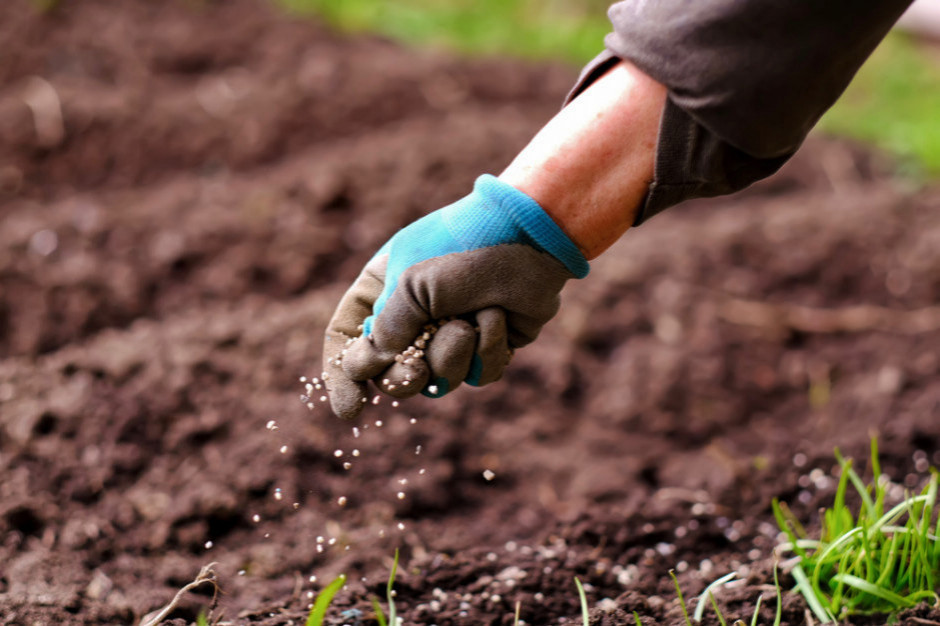 Polska należy do takich krajów, które pomimo słabszych gleb i problemów z wodą może produkować więcej. Fot. Shutterstock Ardanowski: Polska może i powinna produkować więcej żywności