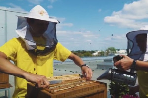 Izraelski start up stworzył inteligentne ule, które ratują pszczoły