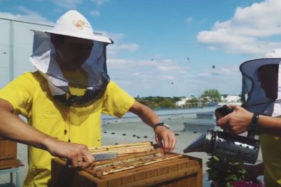 Izraelski start up stworzył inteligentne ule, które ratują pszczoły