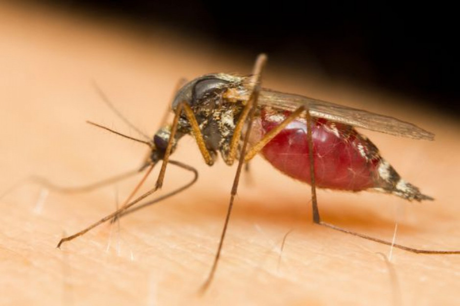 GIS o produktach przeciw kleszczom i komarom: Uwaga na te z internetu