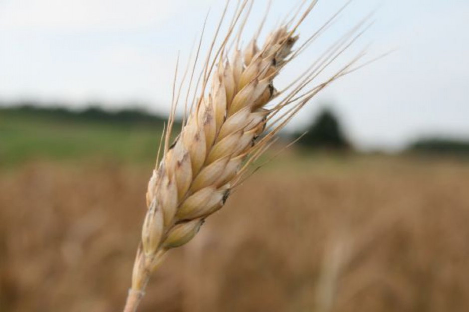 Kowalczyk: Obawiam się niekontrolowanych wzrostów cen zbóż i nawozów