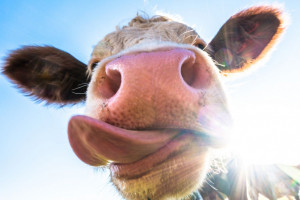 Farma Mleka kusiła inwestorów stadem setek krów. Miała ich 11