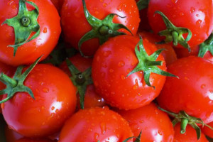 Rząd przygotowuje „szybką ścieżkę” do kupna węgla dla rolników produkujących w szklarniach