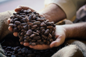 Kakao ze zrównoważonych upraw - Mondelez wyda na nie miliard dolarów