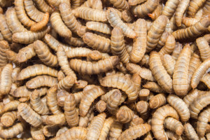 Cztery dekrety dotyczące sprzedaży mąki z owadów oraz wyprodukowanej z niej żywności wydał rząd Włoch, fot. Shutterstock