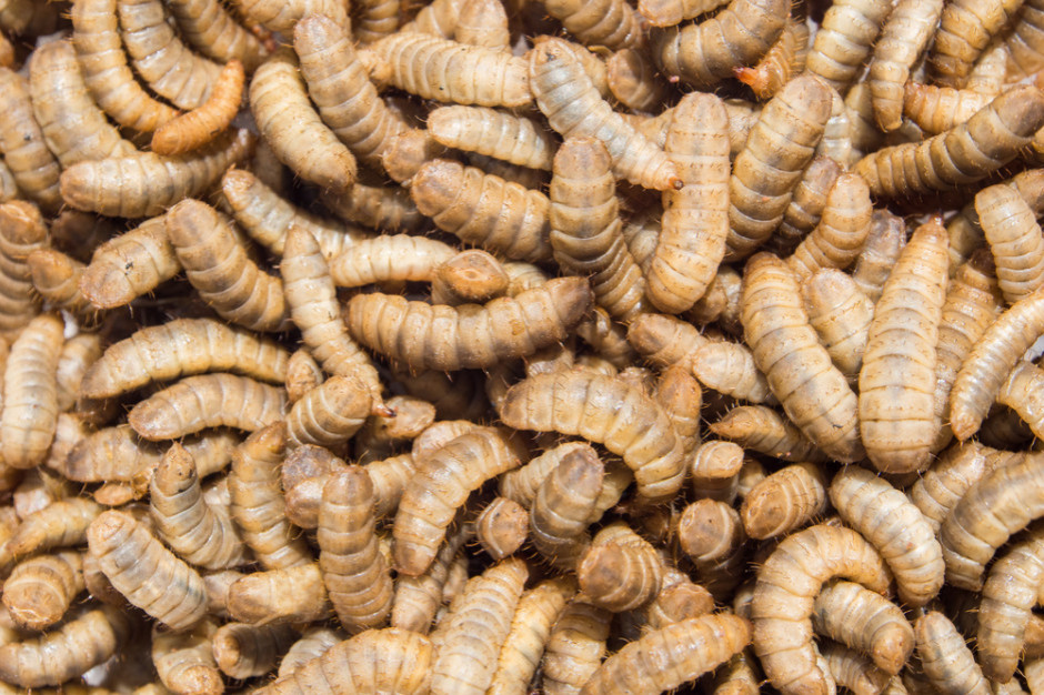 Włochy: Rząd wydał dekrety regulujące sprzedaż żywności z mąki z owadów