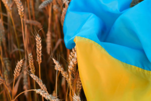 P. Müller: Jesteśmy w kontakcie z KE w związku z decyzją o zakazie importu towarów rolno-spożywczych z Ukrainy